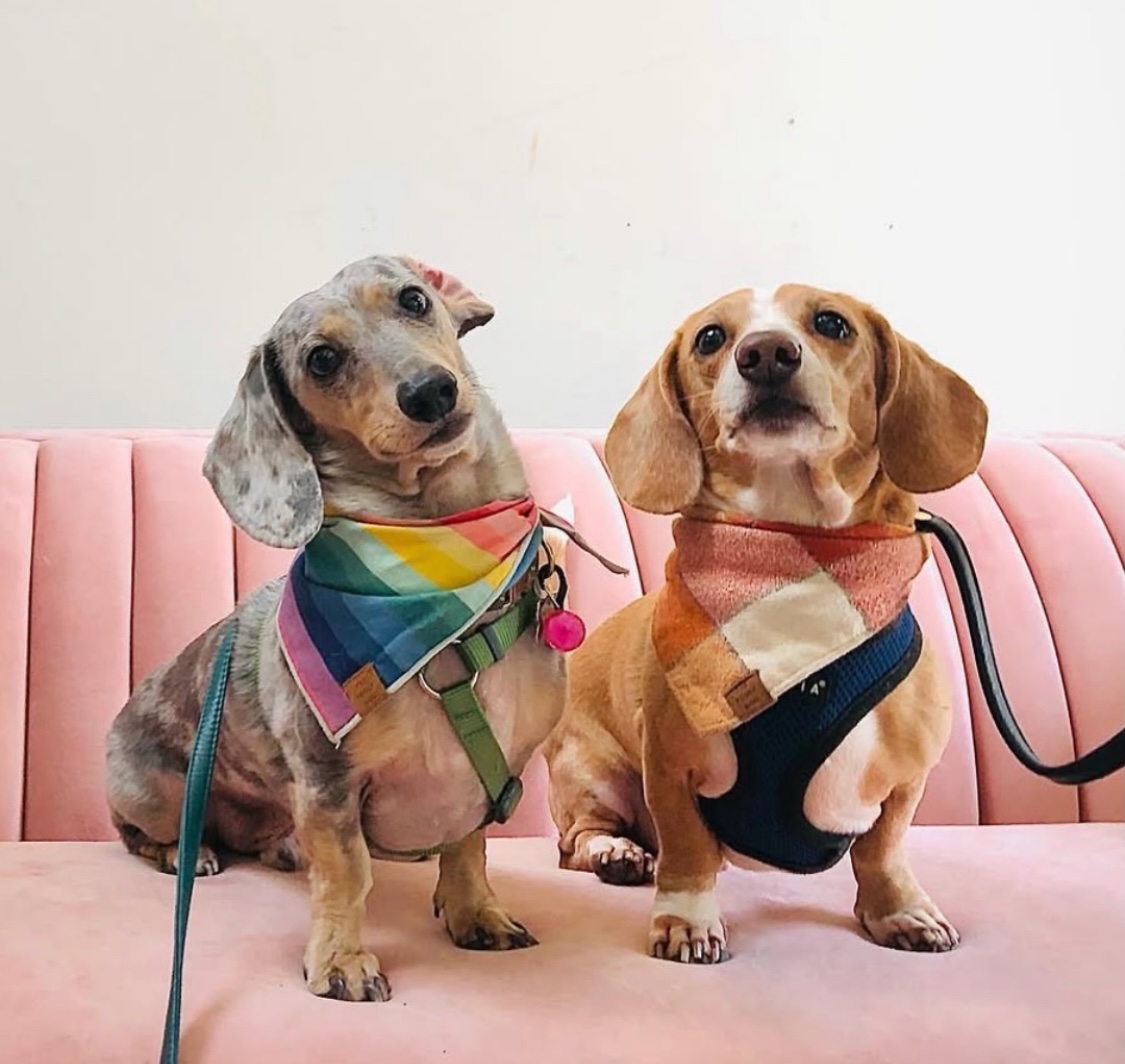A Dachshund wearing a bandana at an outdoor event