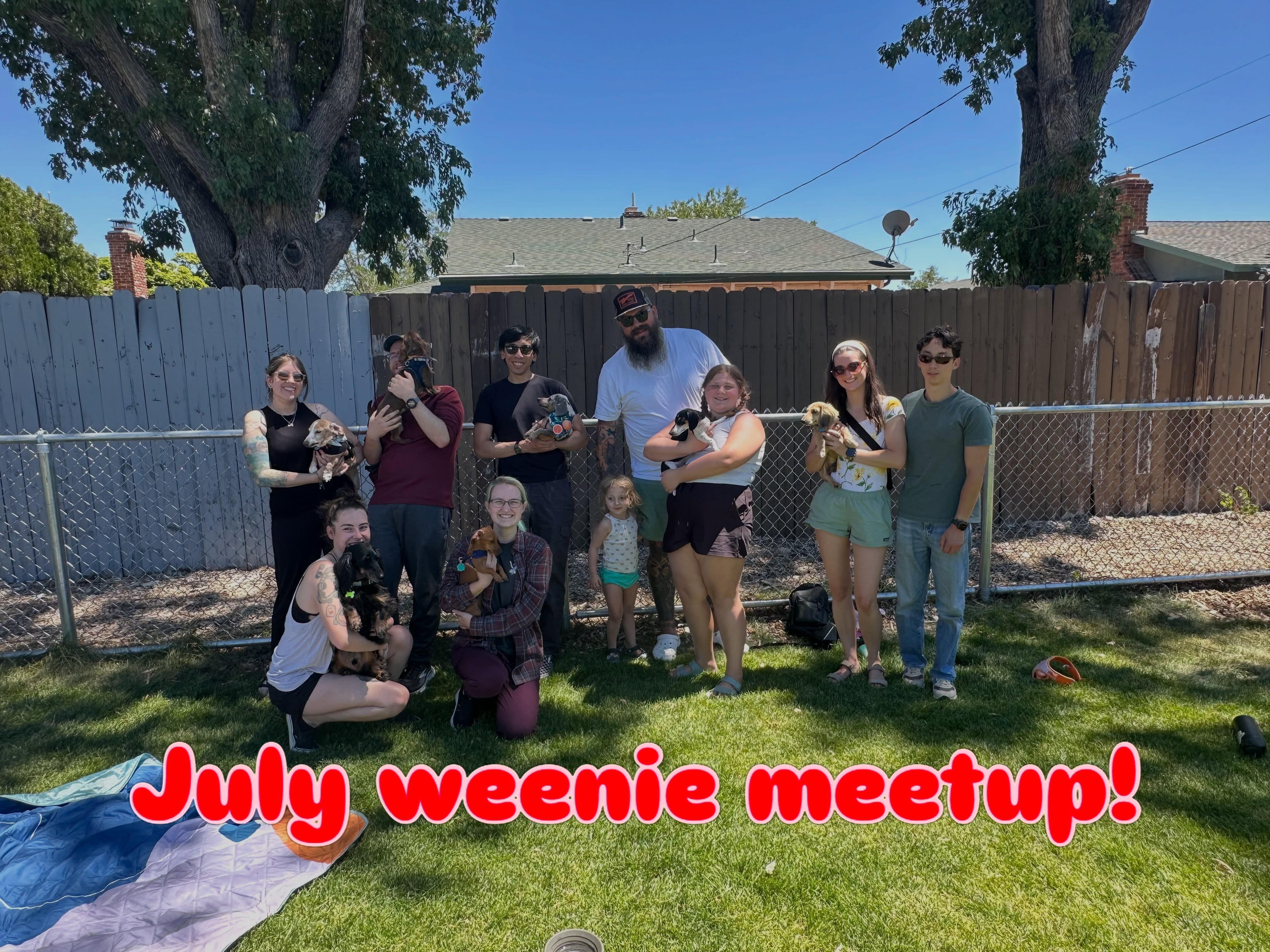 Dachshunds gathered at a dog park meetup