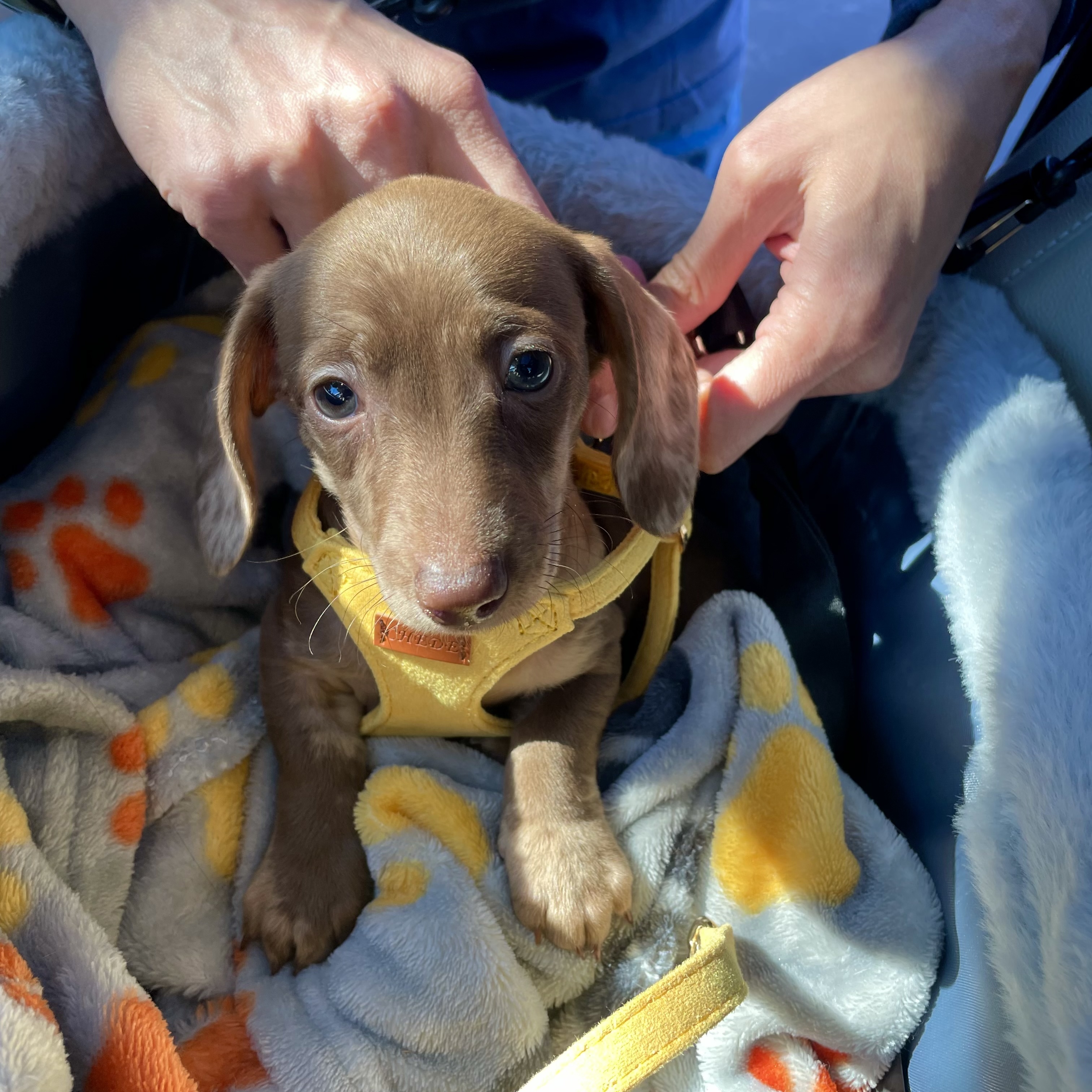 Portrait of Biscuit, a smooth-coat miniature Dachshund