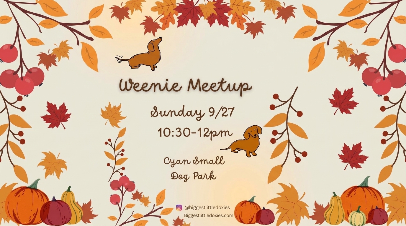 Fall-themed Weenie Meetup flyer with dachshunds, autumn leaves, and pumpkins: Sunday, September 27, 10:30 AM to noon at Cyan Small Dog Park.